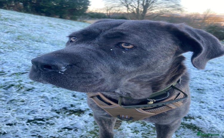 Cane Corso dogs - Advert 1