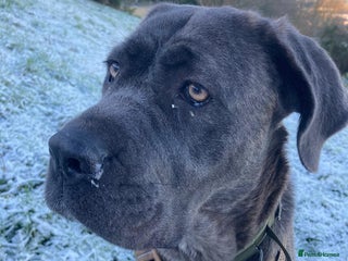 Cane Corso dogs - Advert 11