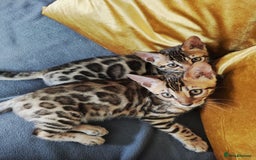 Bengal cats for sale: 🔥The Cutest Bengals in the UK? Come See 😺 🐾 - Image 6