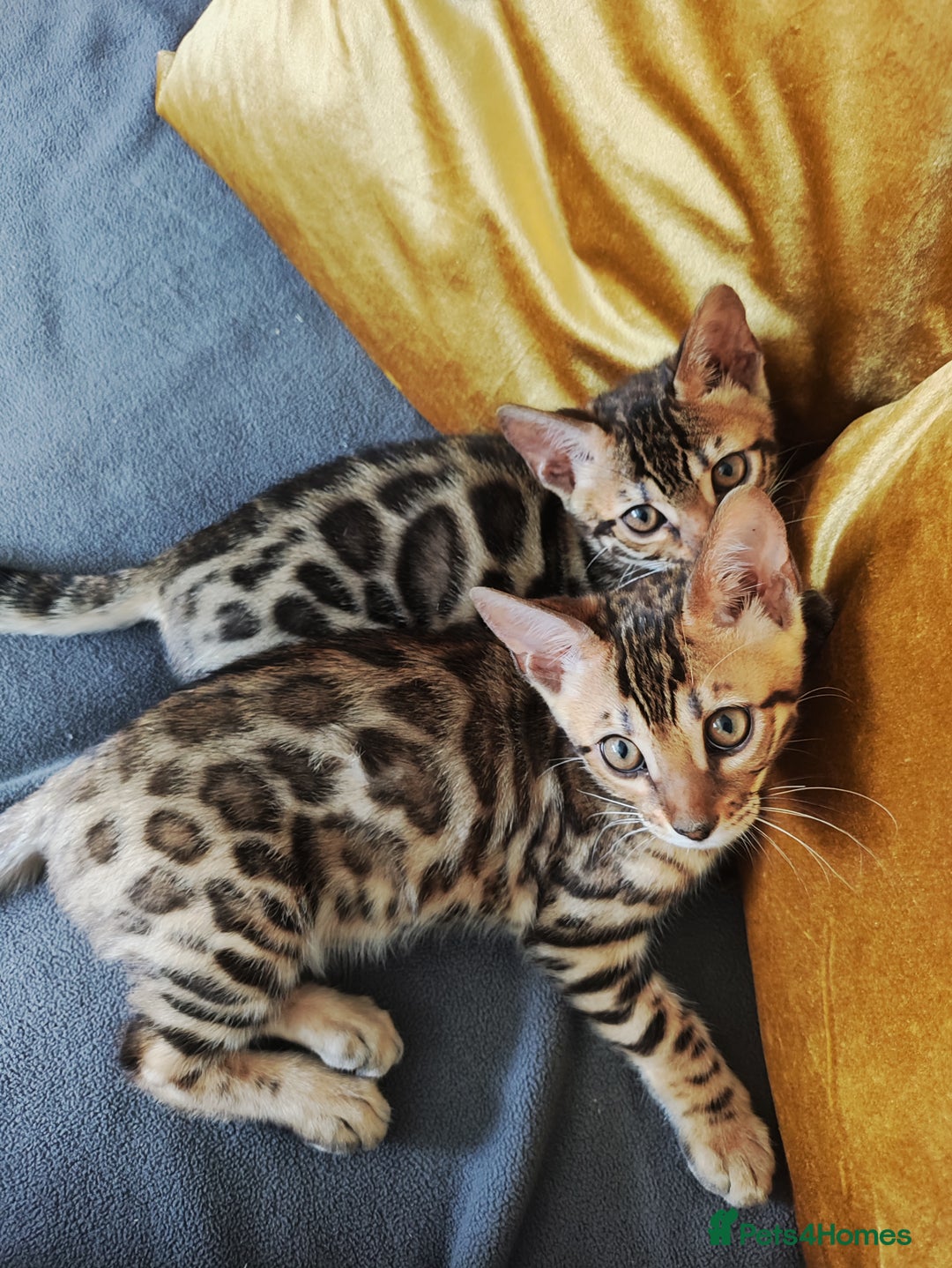 Bengal cats for sale: 🔥The Cutest Bengals in the UK? Come See 😺 🐾 - Image 6