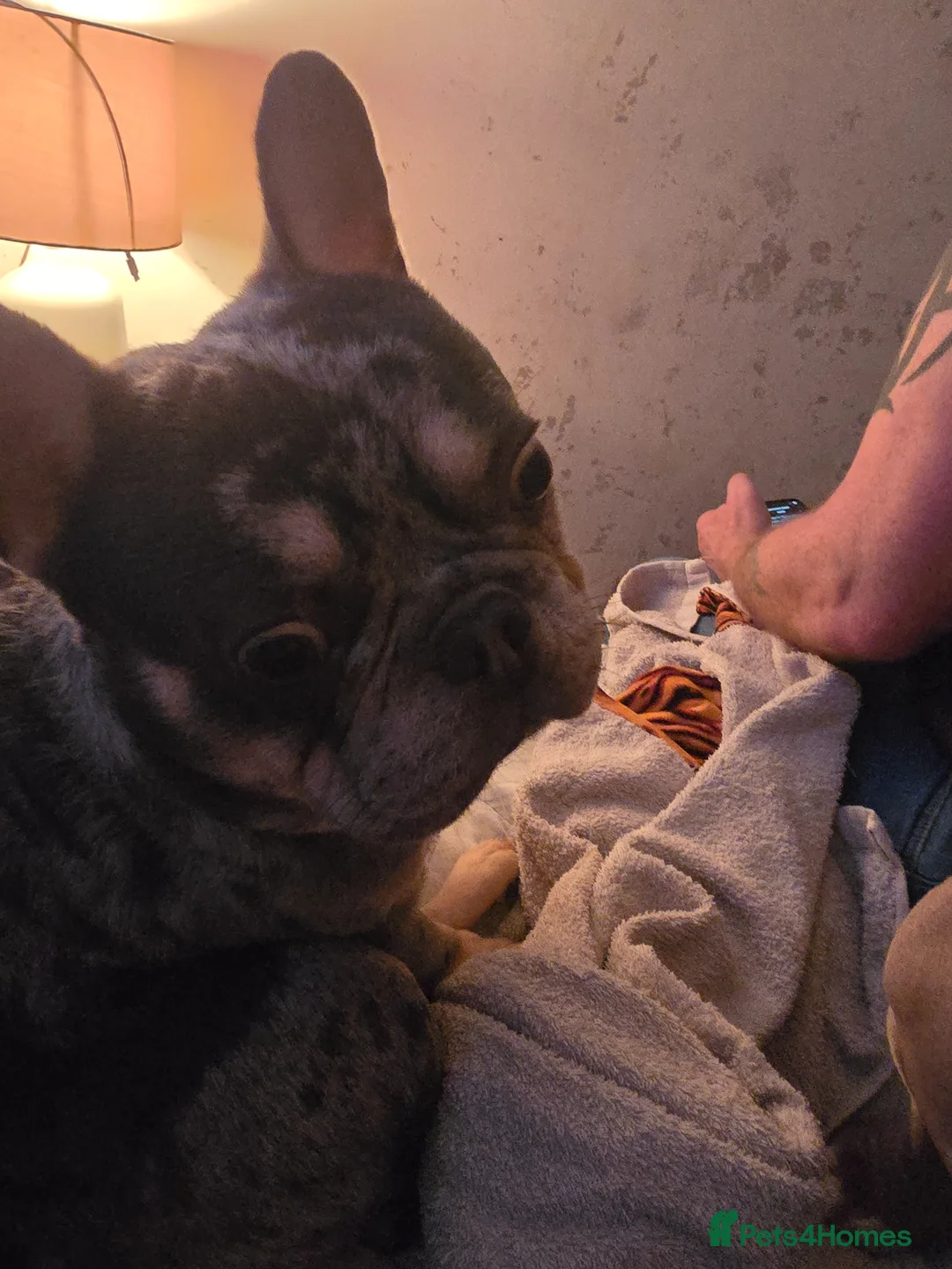 French Bulldog dogs for sale: MELAL MALE FRENCHIE  - Advert 1