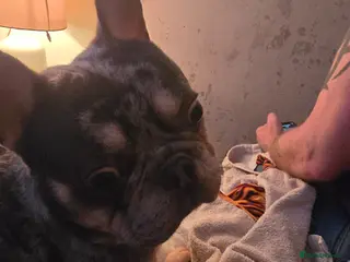 French Bulldog dogs MELAL MALE FRENCHIE - Advert 1