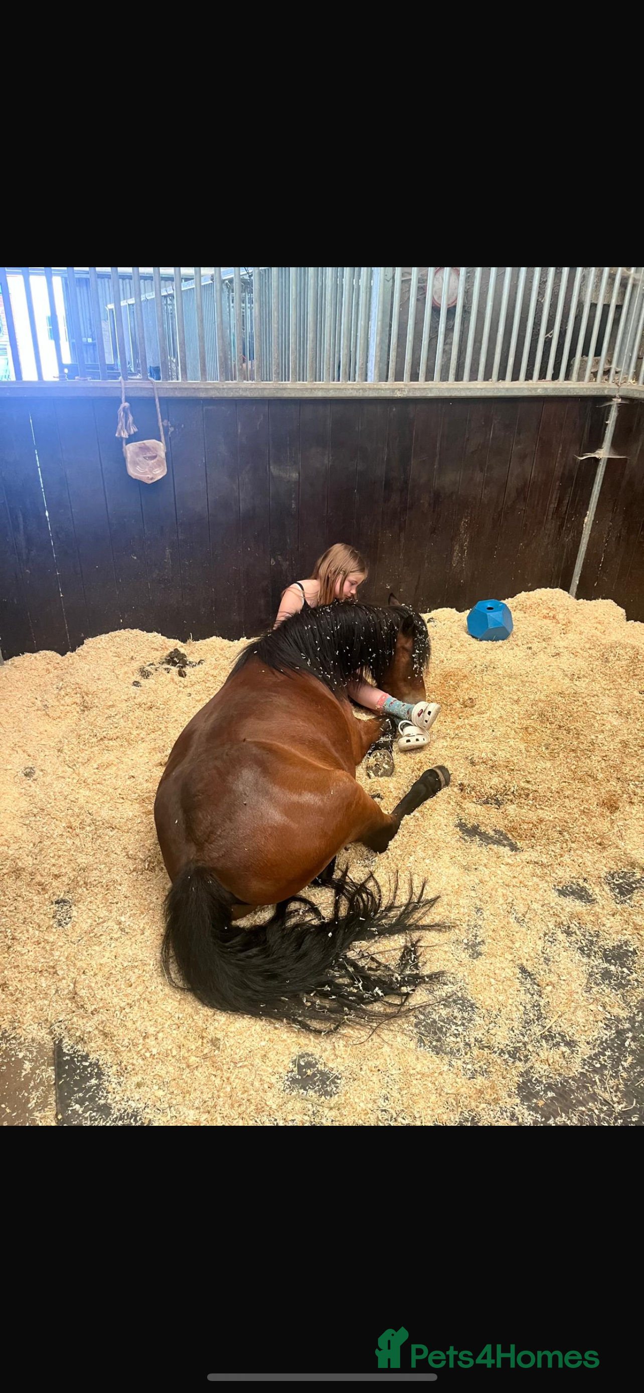 Dartmoor horses For part loan or full loan  - Advert 2