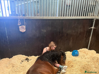 Dartmoor horses For part loan or full loan - Advert 1