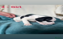 Mixed Breed dogs for sale: Old Tyme English Bulldog x Sproodle Puppies - Image 1