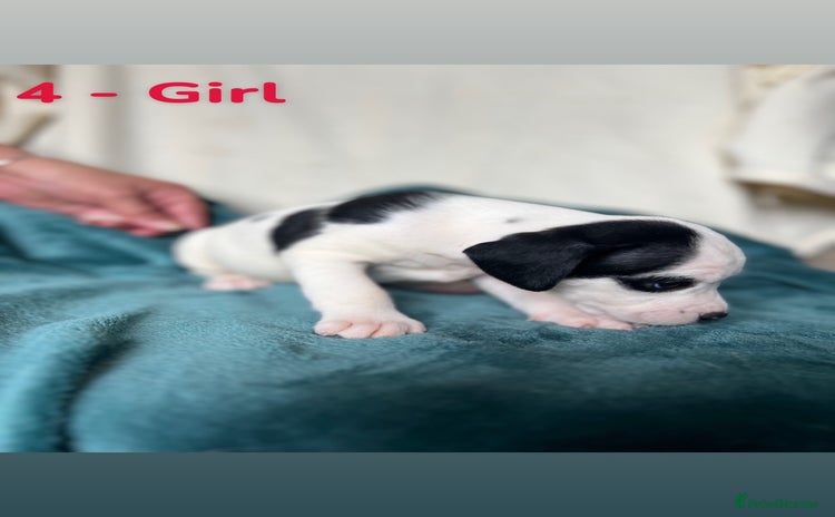 Mixed Breed dogs - Advert 9