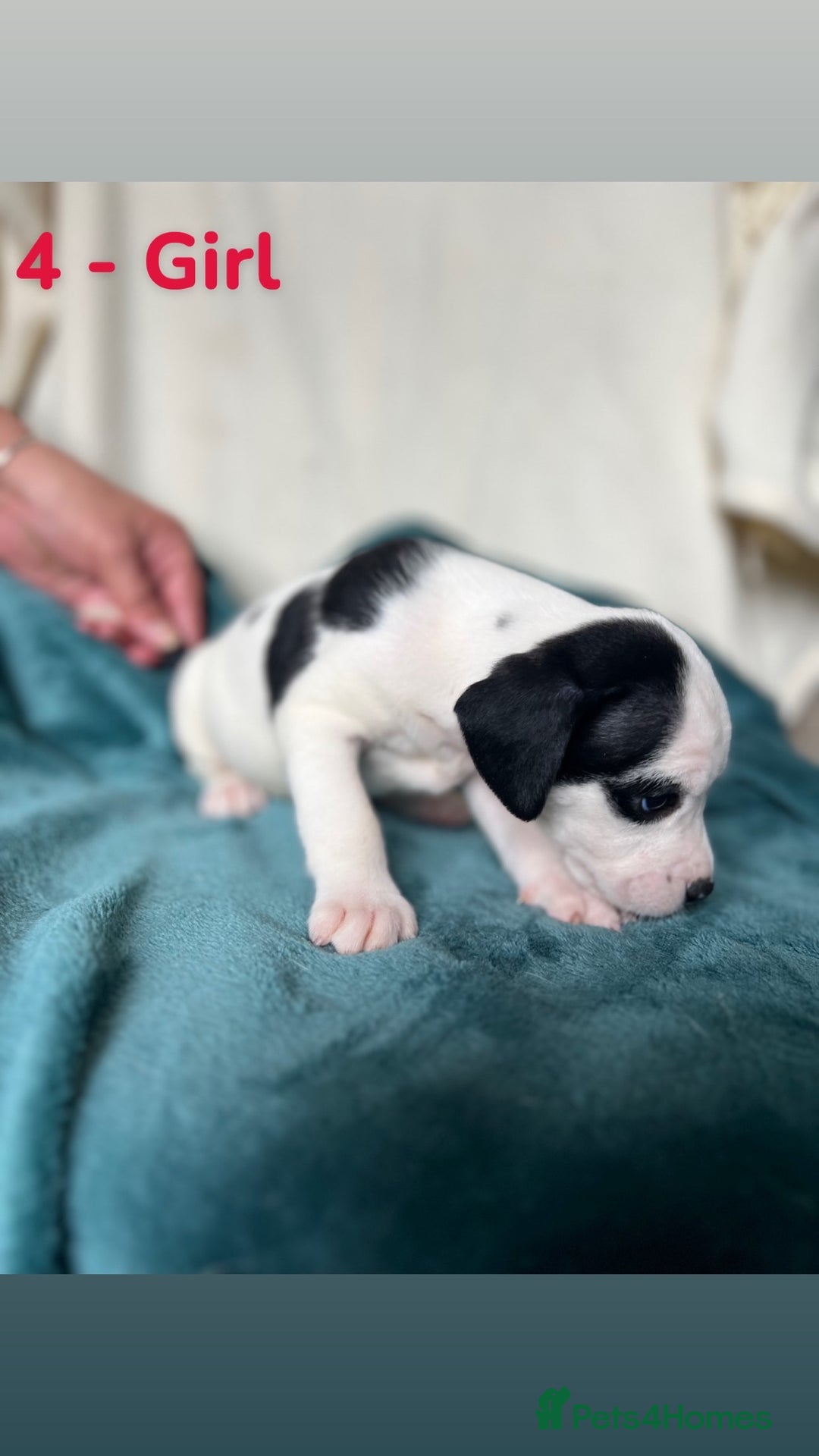 Mixed Breed dogs for sale: Old Tyme English Bulldog x Sproodle Puppies - Image 1