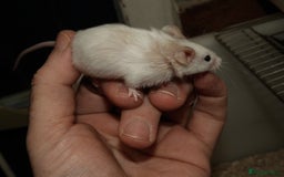Mouse rodents for sale: Satin, long and short haired varieties  - Image 24