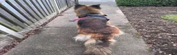 German Shepherd dogs for sale: REACTIVE GSD possibility needing a secure home - Advert 3