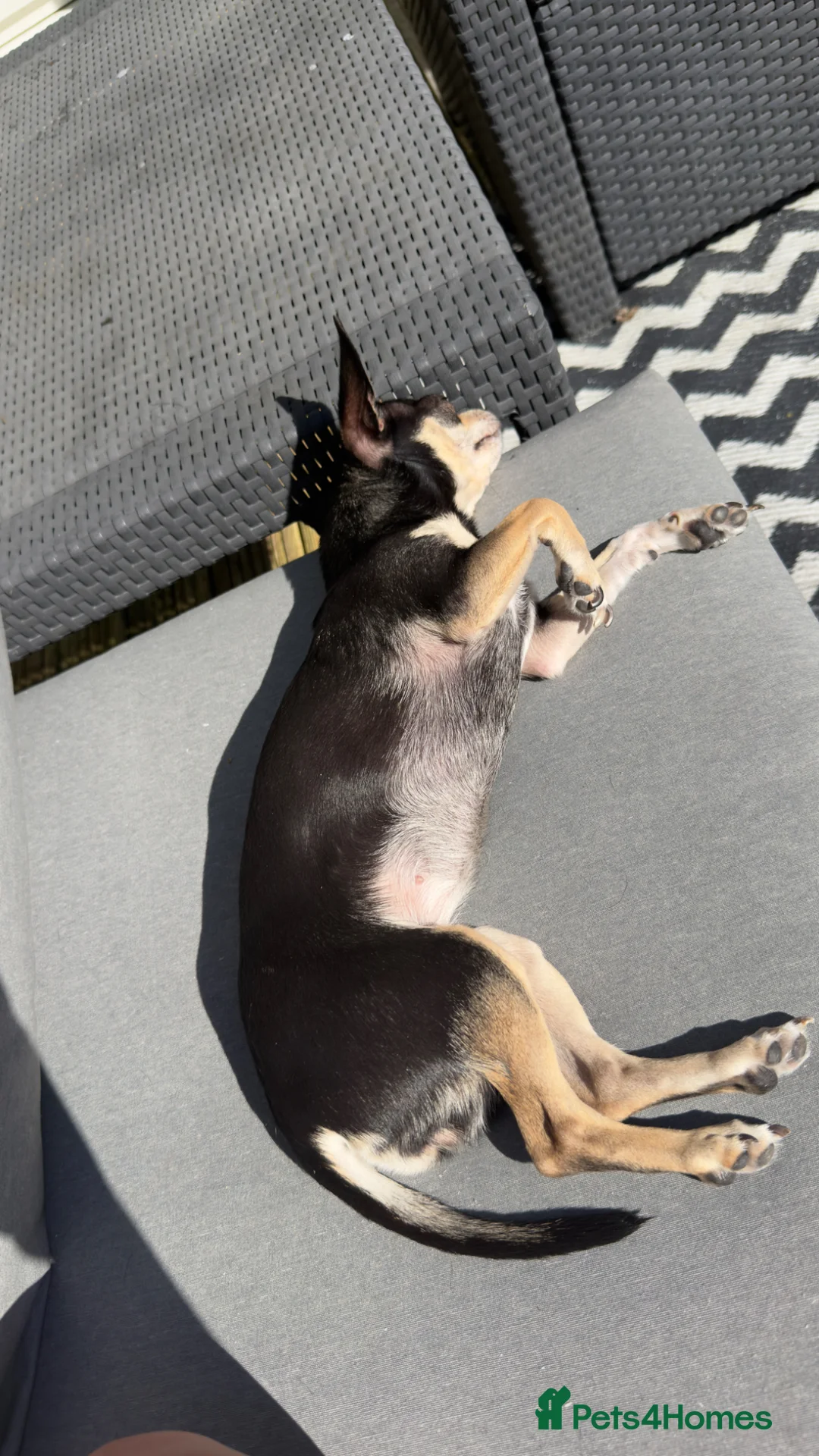 Chihuahua dogs for sale: Meet Beau - Advert 2