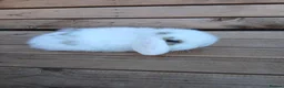 Mini Lop rabbits for sale: Purebred mini lop babies - Advert 19