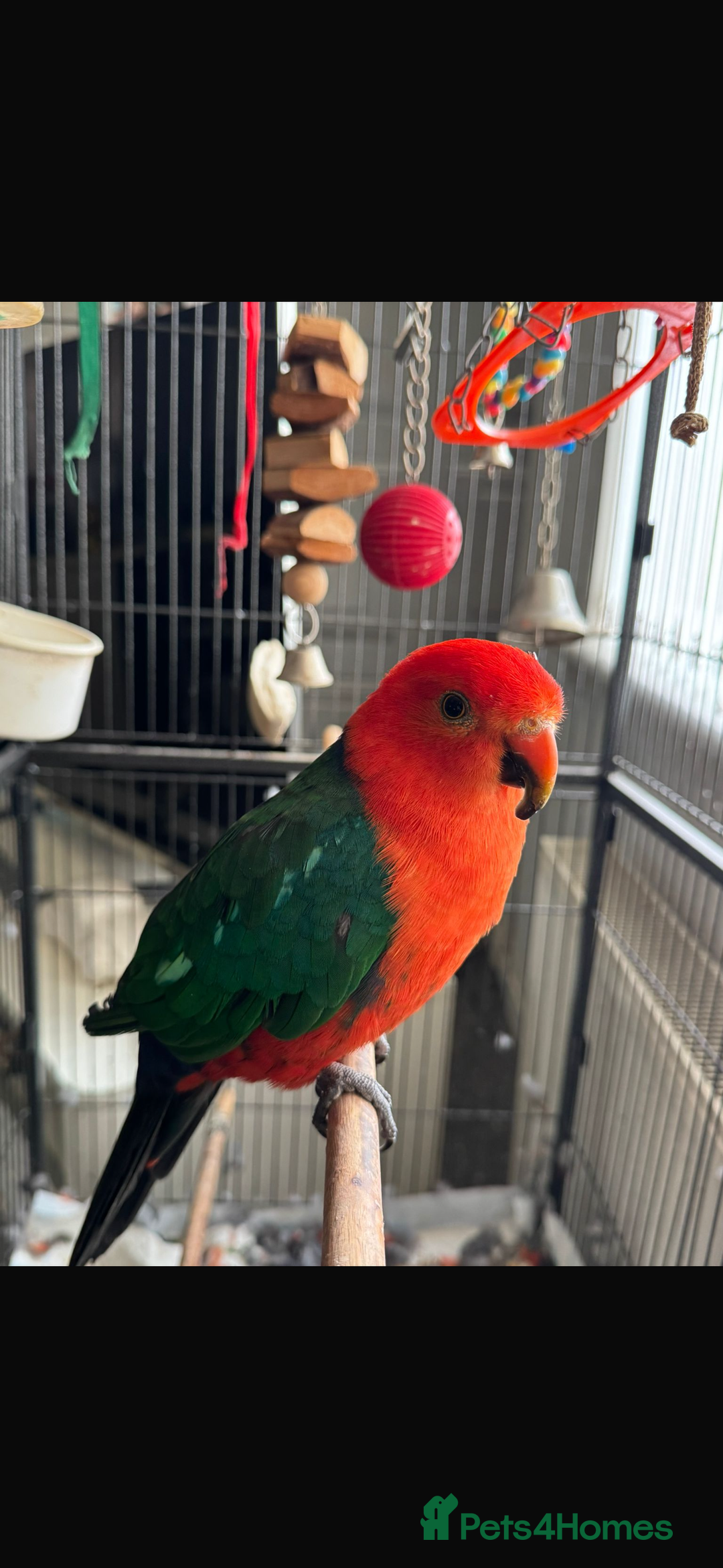 Parrots birds for sale: Australian King Parrot - 4 year old male  - Image 6