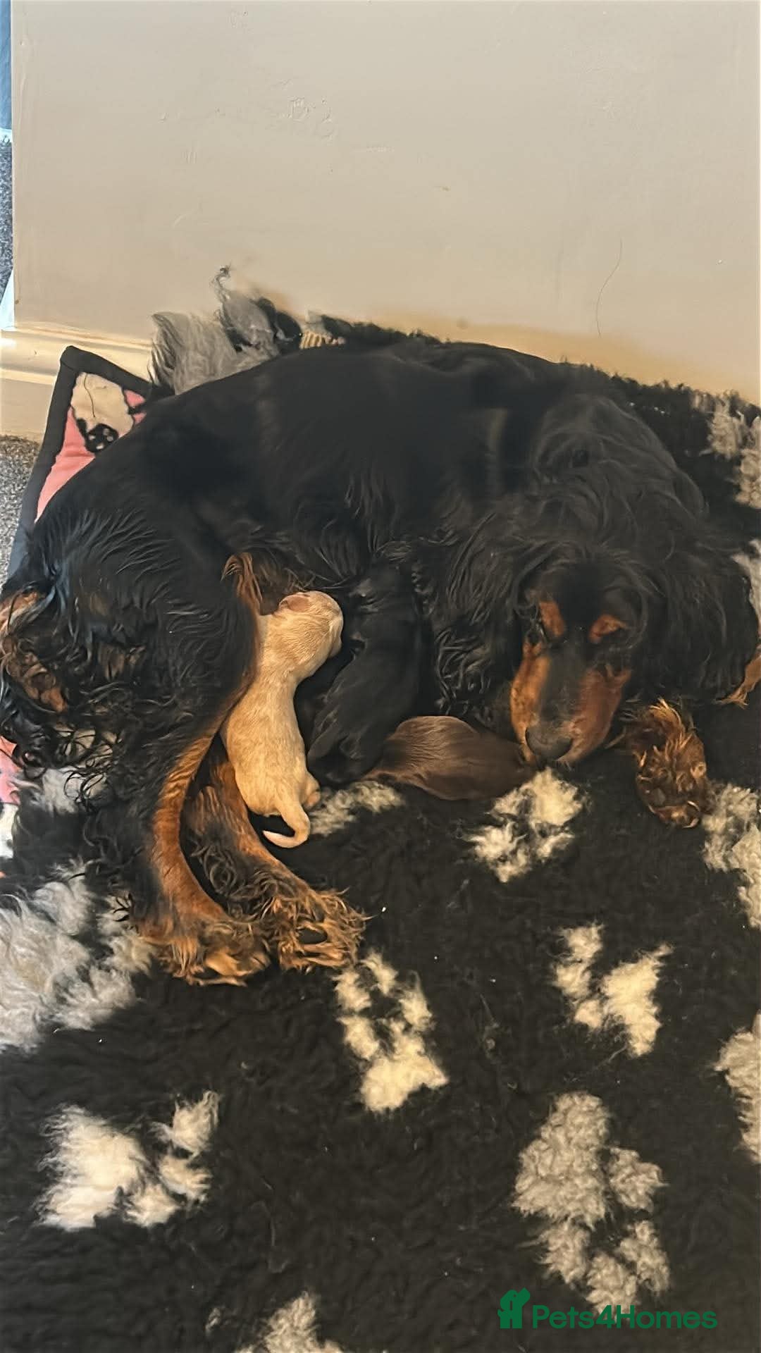 Cocker Spaniel dogs Working Cocker Spaniels  - Advert 1