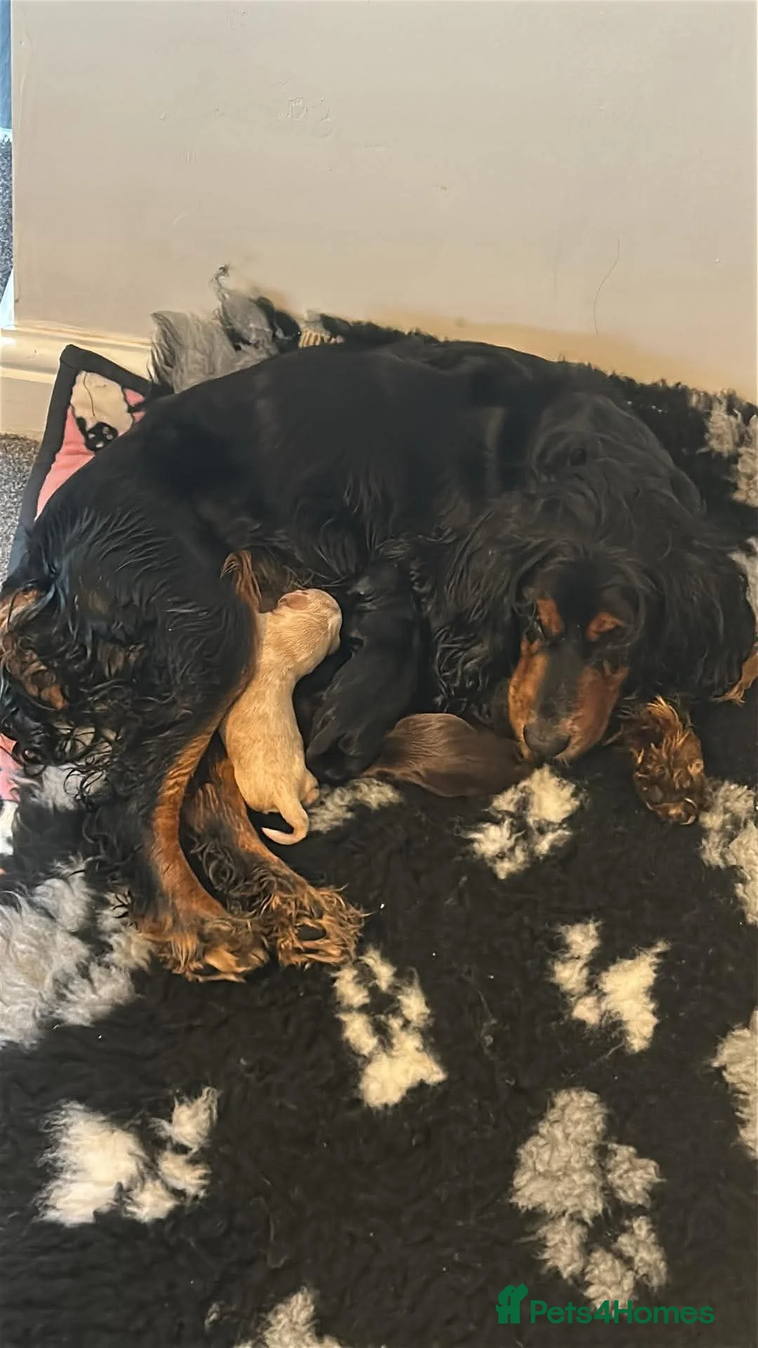 Cocker Spaniel dogs for sale: Working Cocker Spaniels  - Advert 1