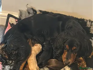 Cocker Spaniel dogs Working Cocker Spaniels - Advert 1