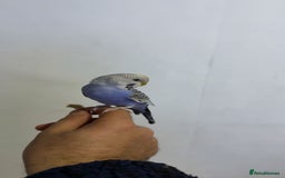 Budgerigars birds for sale: Baby budgie - Image 2