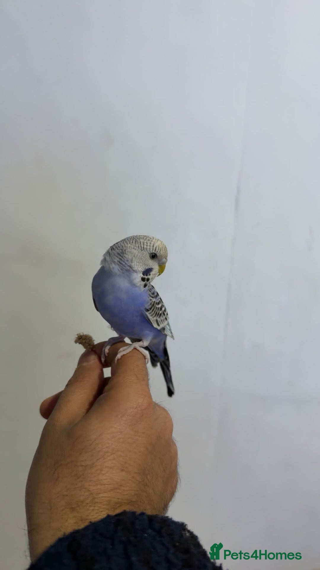 Budgerigars birds for sale: Baby budgie - Image 2