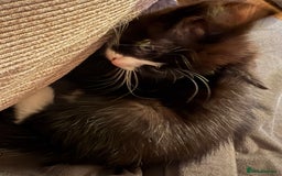 Mixed Breed cats for sale: Black and white tuxedo kittens - Image 7