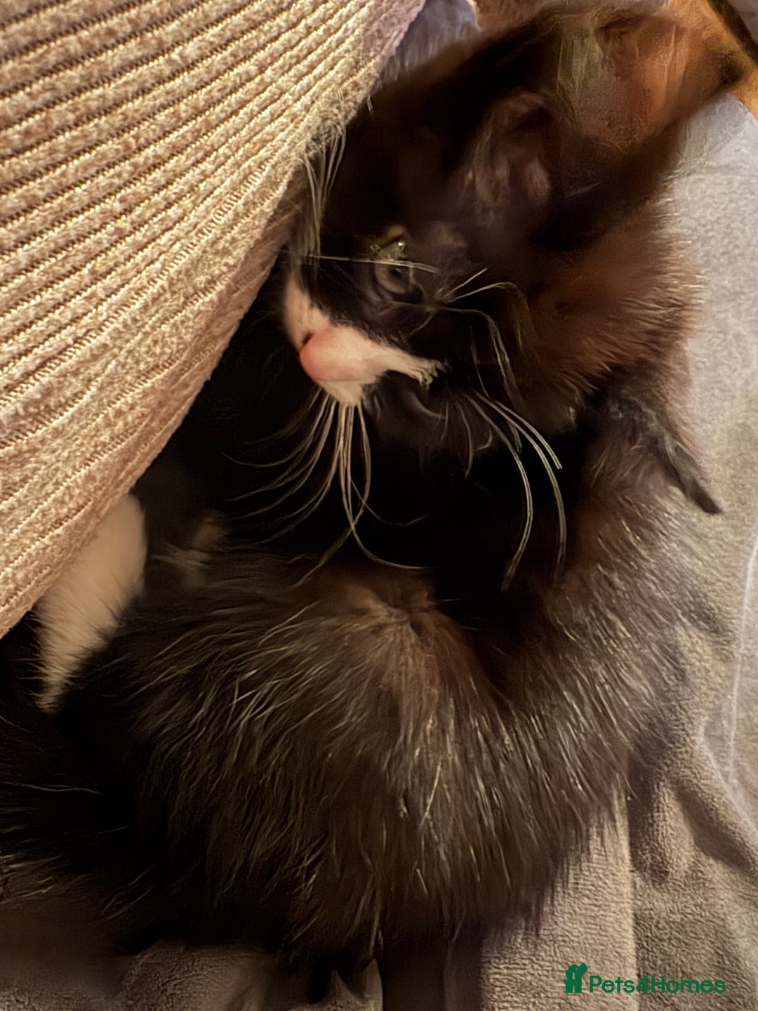 Mixed Breed cats for sale: Black and white tuxedo kittens - Image 7