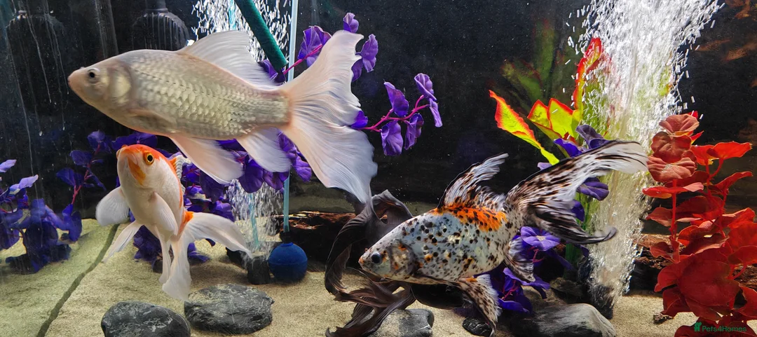 Goldfish fish for sale: Gold Fish sarasa, comets and shubunkin  - Advert 2