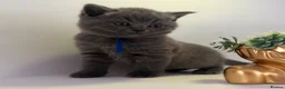 British Shorthair cats for sale: GCCF British short hair boy  - Advert 26