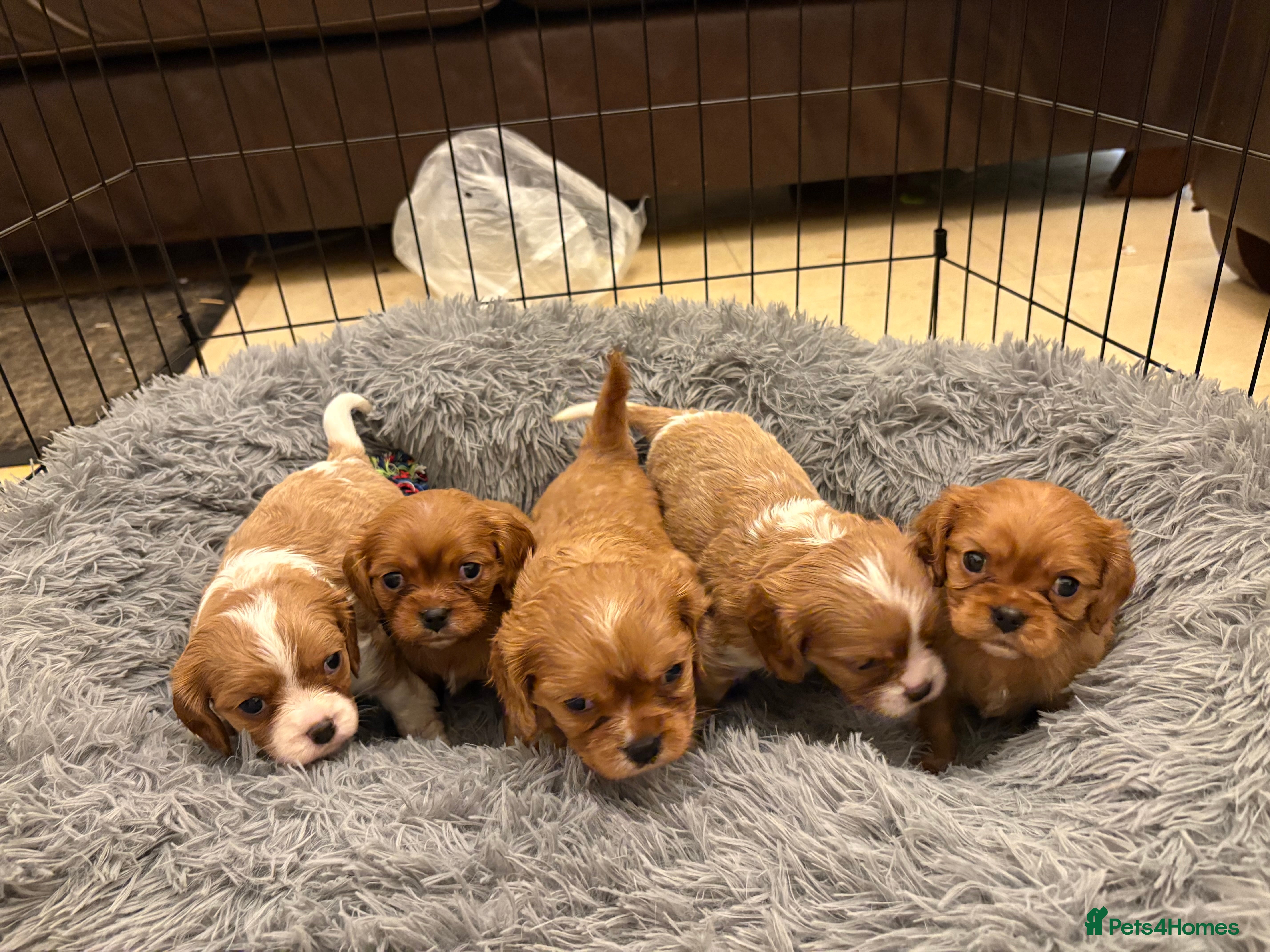 Cavalier King Charles Spaniel dogs Cavalier King Charles puppies for sale - Advert 8