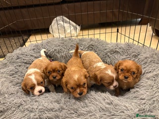 Cavalier King Charles Spaniel dogs Cavalier King Charles puppies for sale - Advert 10