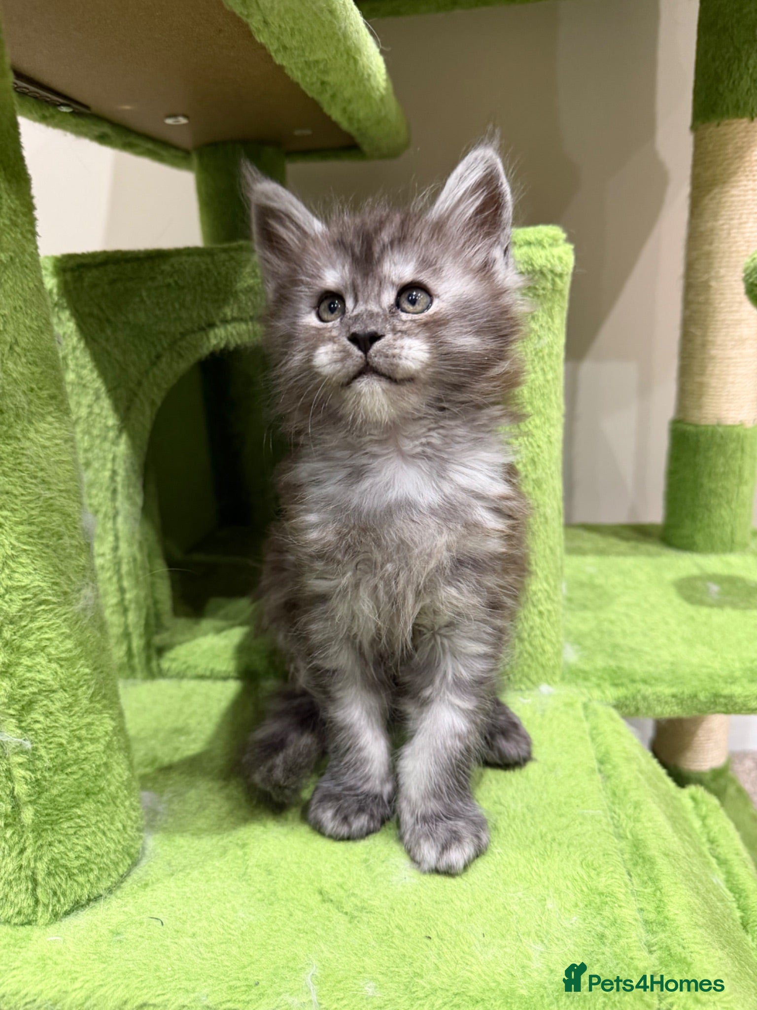 Maine Coon cats Black smoke XXL Russian maine coon kittens   - Advert 4