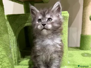 Maine Coon cats Black smoke XXL Russian maine coon kittens - Advert 4