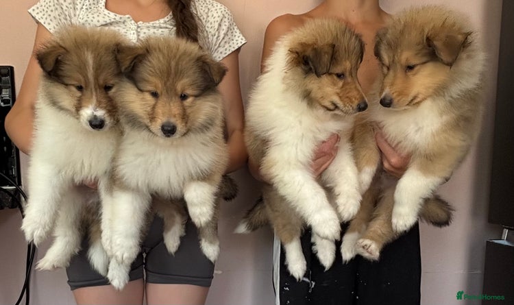 Rough Collie Puppies Facts About Collies Adult Rough Collies For