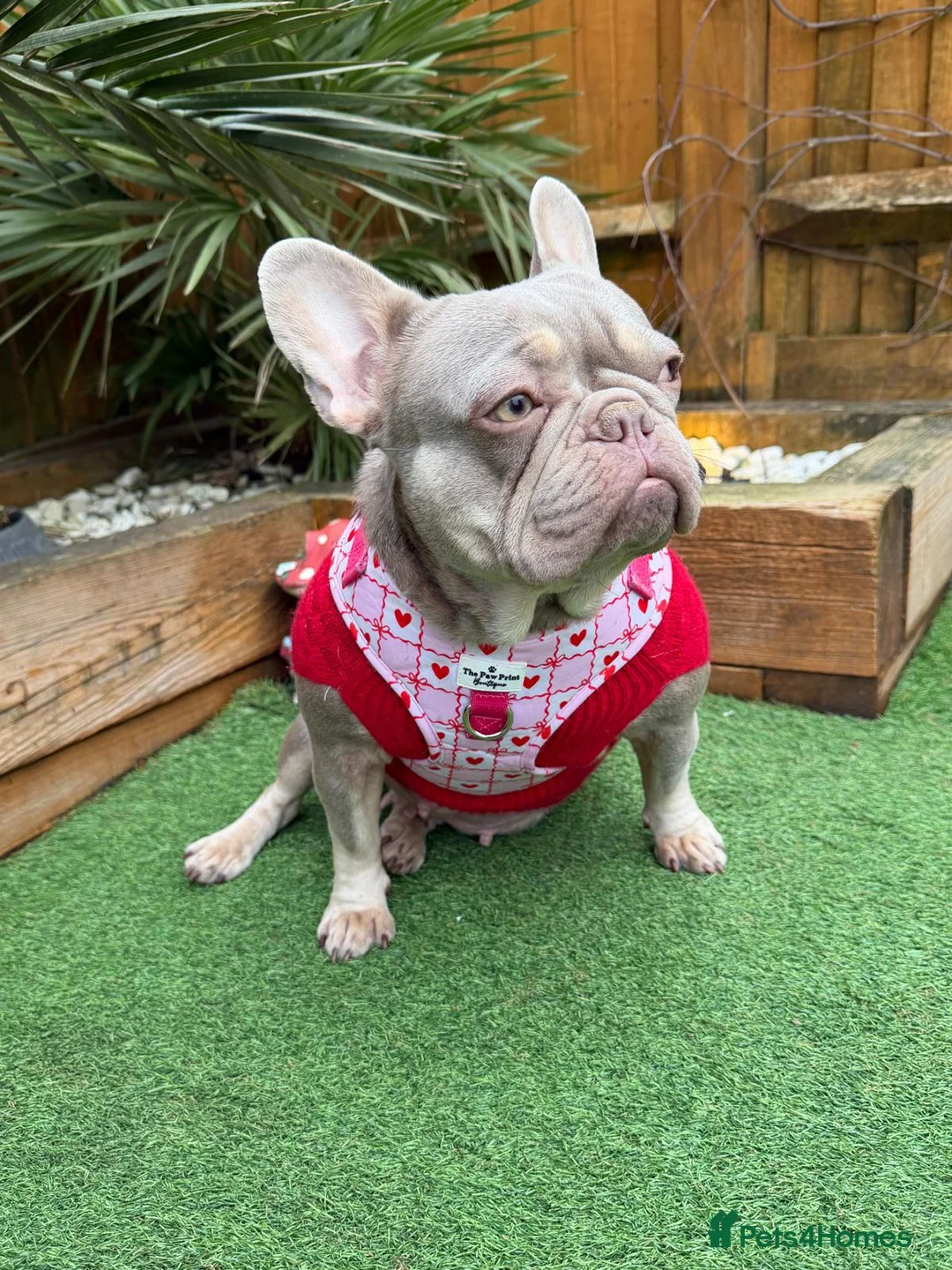 French Bulldog dogs for sale: French bulldog needs rehoming  - Advert 2