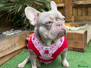 French Bulldog dogs French bulldog needs rehoming - Advert 10