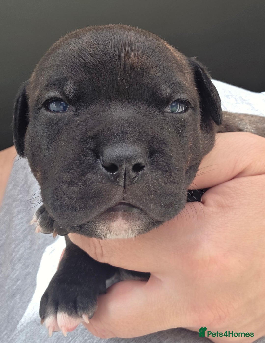Staffordshire Bull Terrier dogs for sale: Stunning KC Staffs Very Unique colours - Image 14