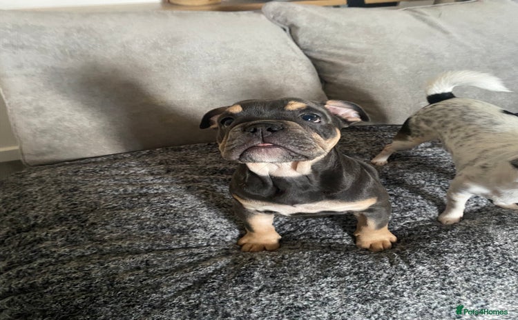 English Bulldog dogs - Advert 1