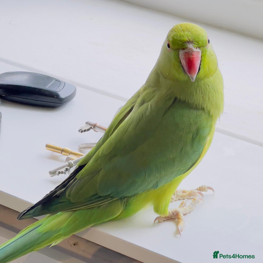 Ringnecks birds for sale: Indian ring neck parrots for sale 🦜❤️ - Advert 1