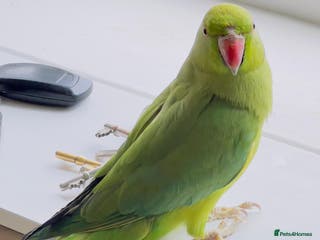 Ringnecks birds Indian ring neck parrots for sale 🦜❤️ - Advert 11