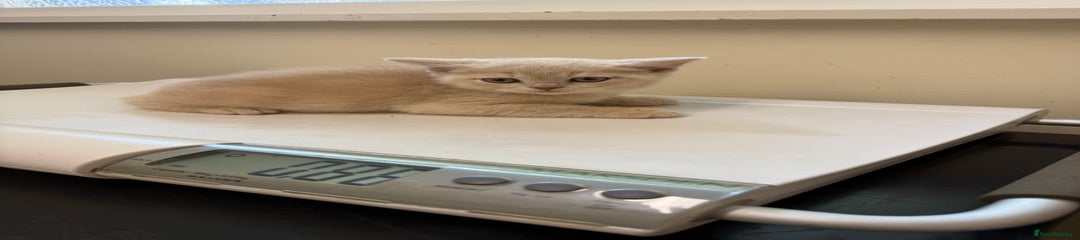 British Shorthair Kitten 5