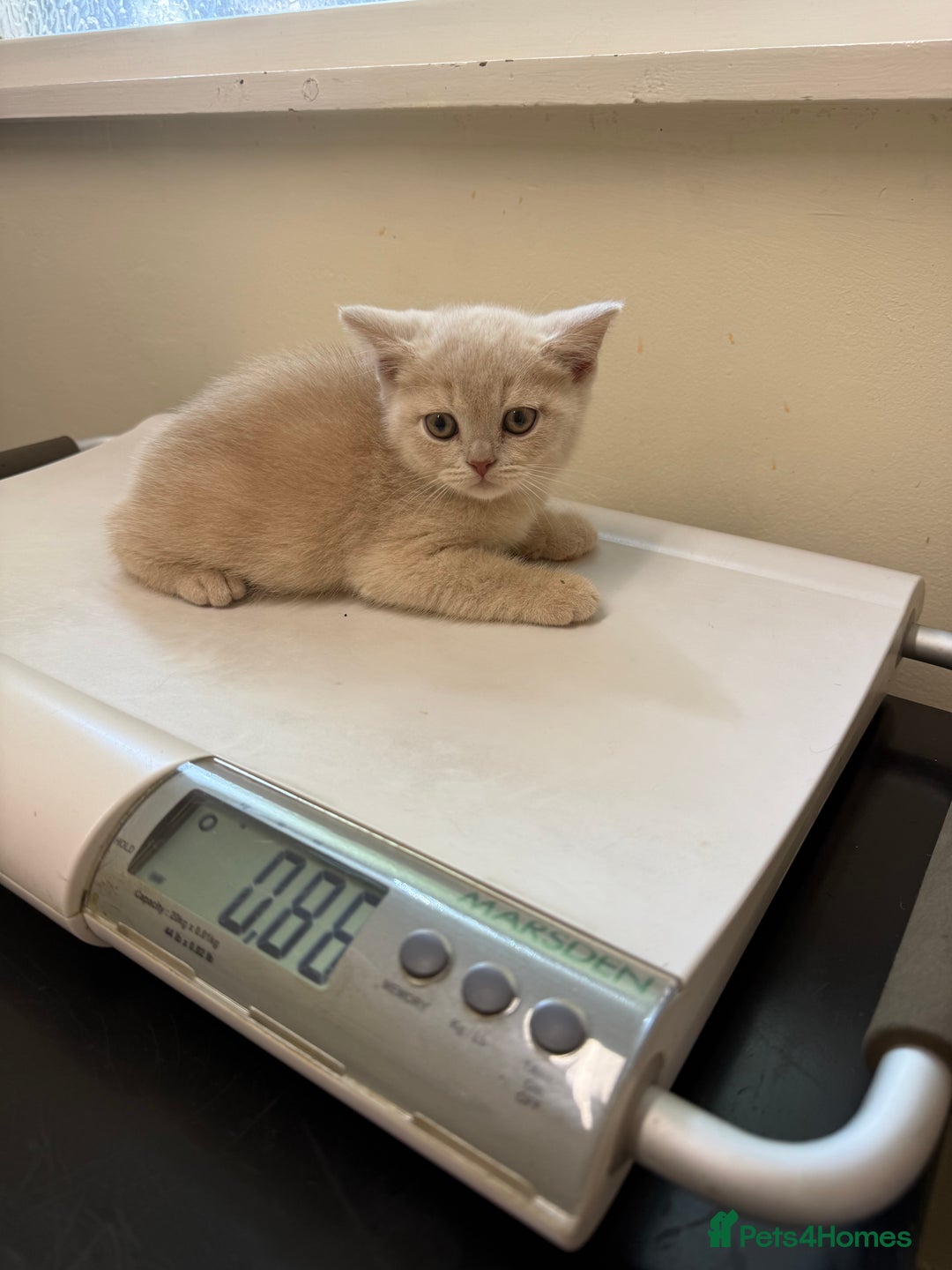 British Shorthair cats for sale: Pedigree BSH Last Female kitten ready to go!! - Image 20