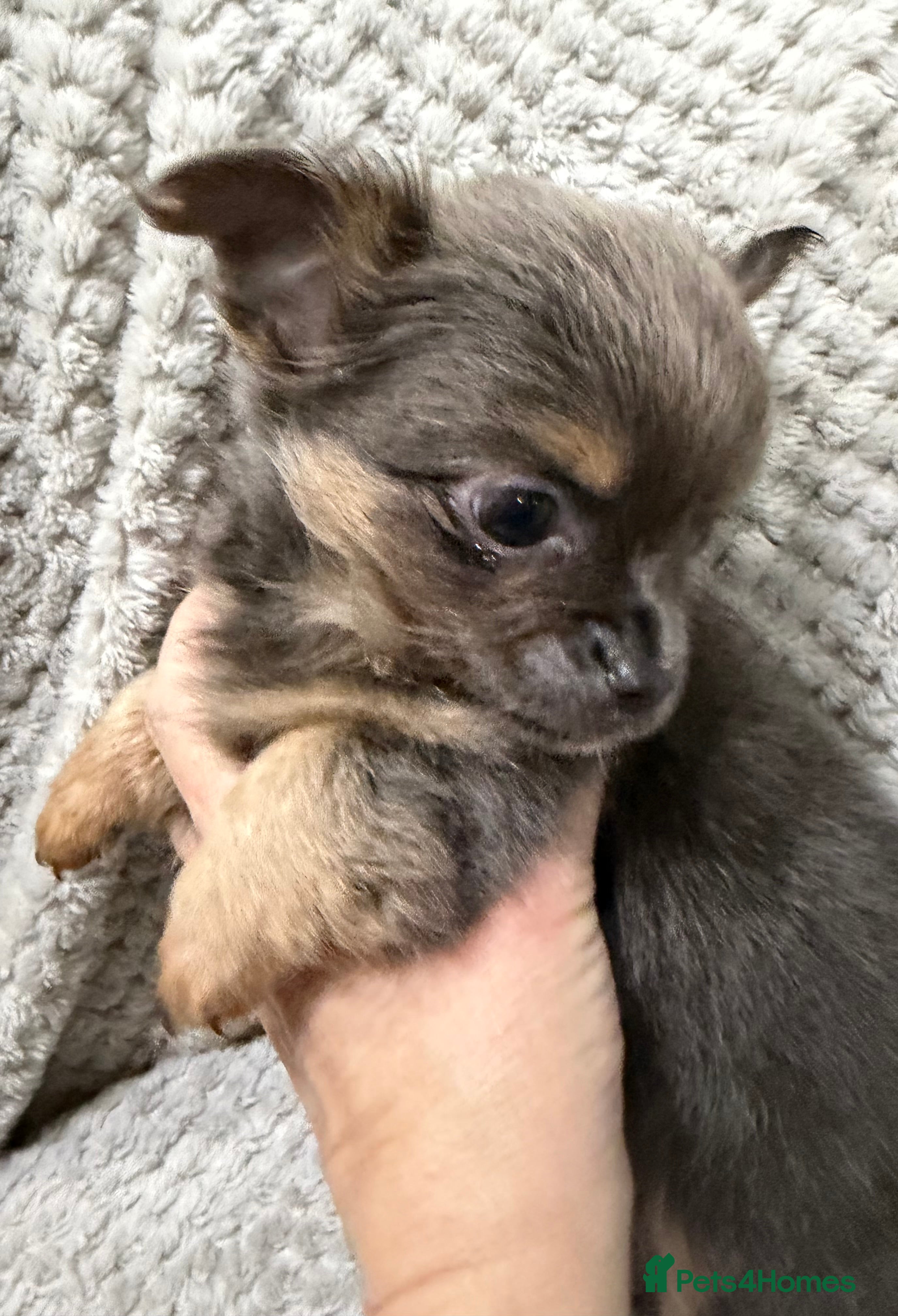 Chihuahua dogs Rare blue tan x1,black tri x1, LC chihuahua female - Advert 17