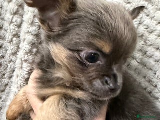Chihuahua dogs Rare blue tan x1,black tri x1, LC chihuahua female - Advert 17