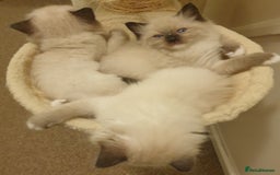 Ragdoll cats for sale: 4 beautiful ragdoll kittens for sale - Oxford - Image 11