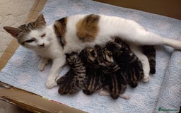 Domestic Shorthair cats for sale: Two male kitties - Image 6