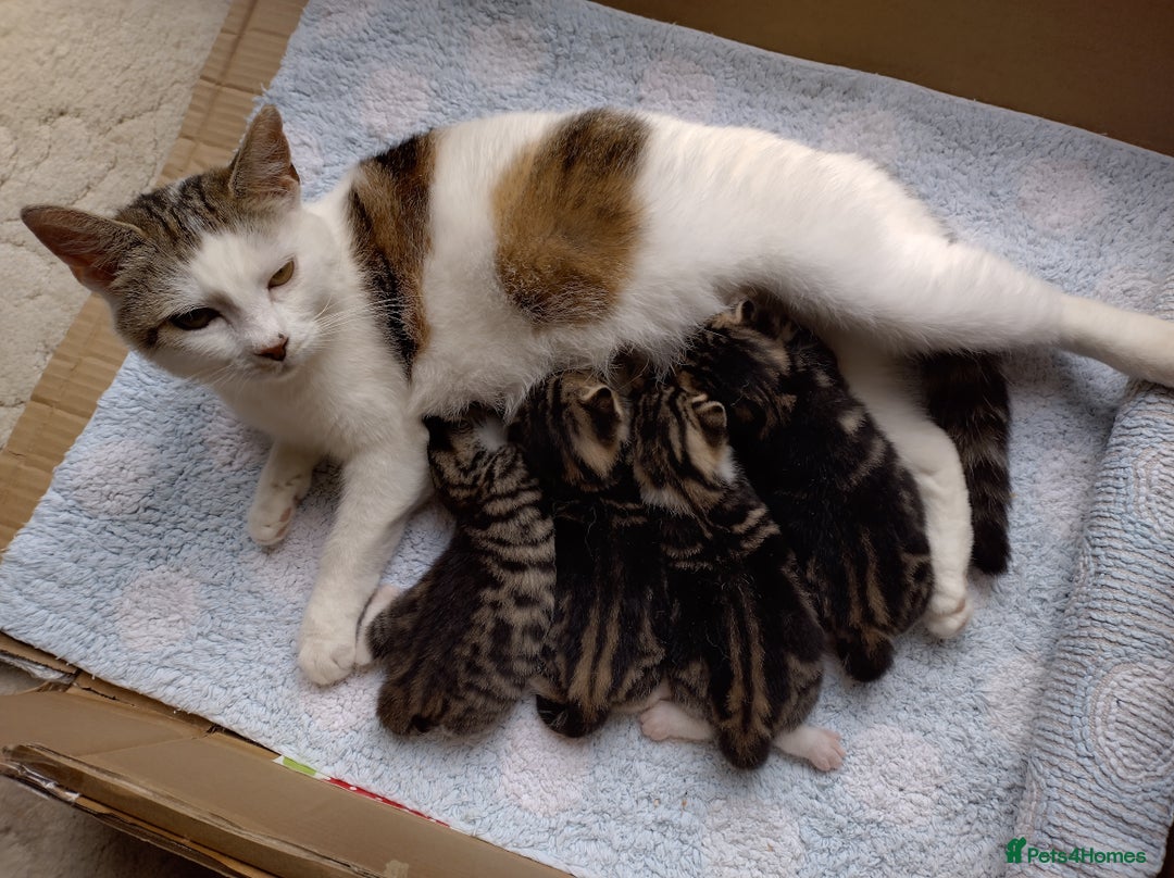 Domestic Shorthair cats for sale: Two male kitties - Image 6