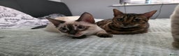 Bengal cats for sale:  CHAMPION LINE Top Quality -DNA Tested - Advert 6