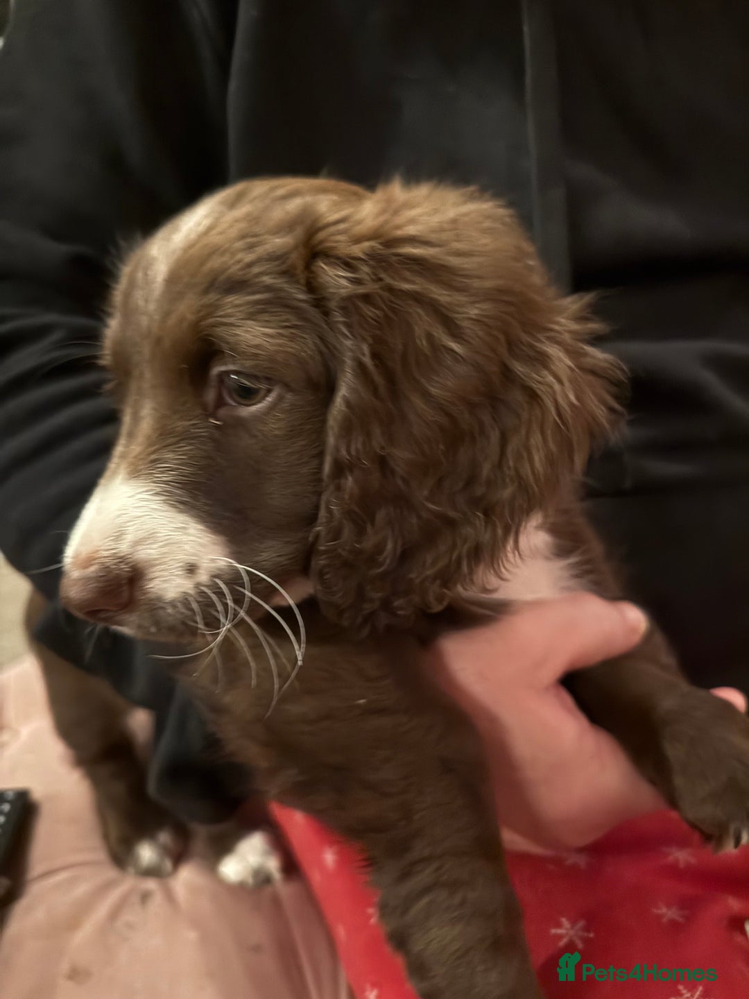 Mixed Breed dogs for sale: Doxie puppies  - Advert 34