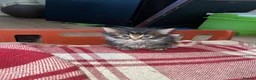 British Longhair cats for sale: Kittens in London - Advert 4