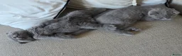 Scottish Fold cats for sale: Blue Scottish fold  - Advert 2