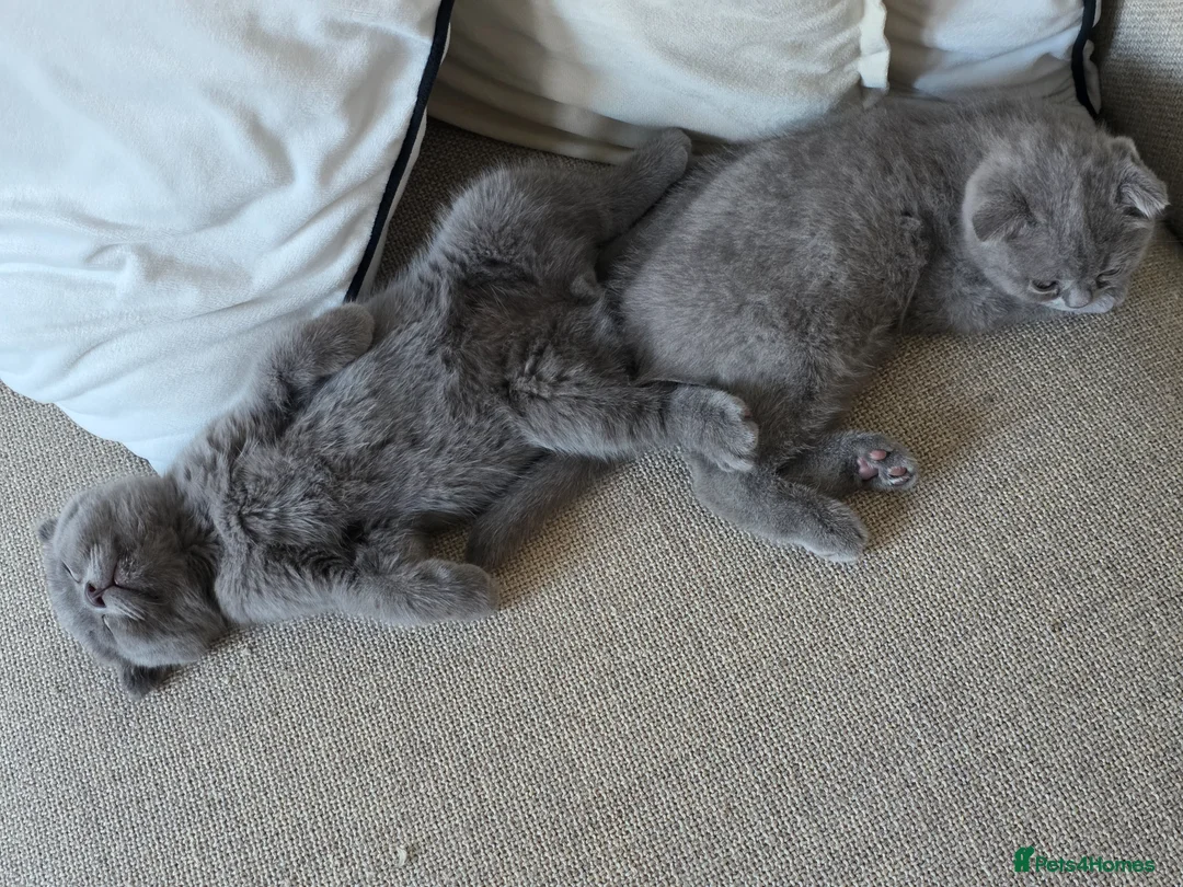 Scottish Fold cats for sale: Blue Scottish fold  - Advert 2