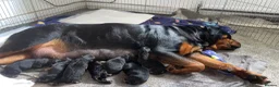 Mixed Breed dogs for sale: Beautiful rottwiler x German shepherd puppies.  - Advert 3