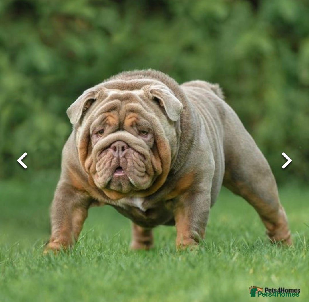 English Bulldog dogs for sale: Show-Stopping Lilac & Chocolate Merle Bulldog - Image 6